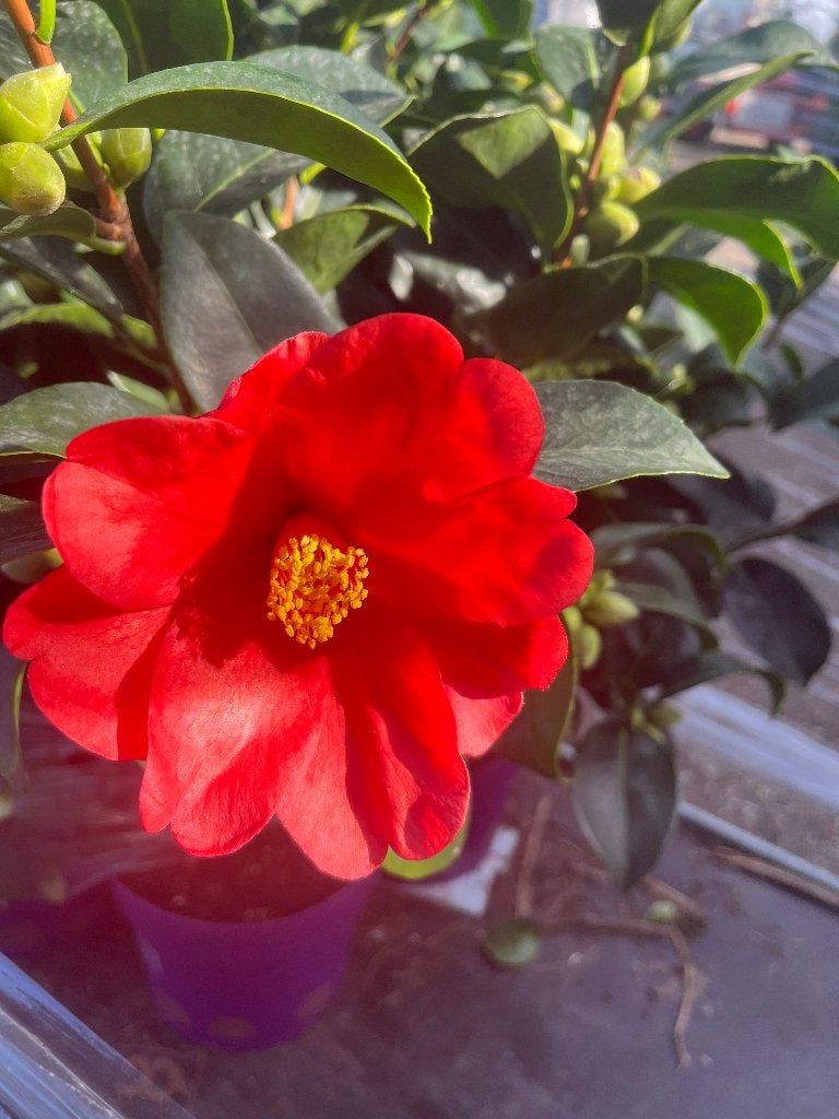 Nieuwe Camellia 'Summer Nights' - Prachtige Rode Bloemen, Vaste plant, Halfschaduw, Winter, Ophalen