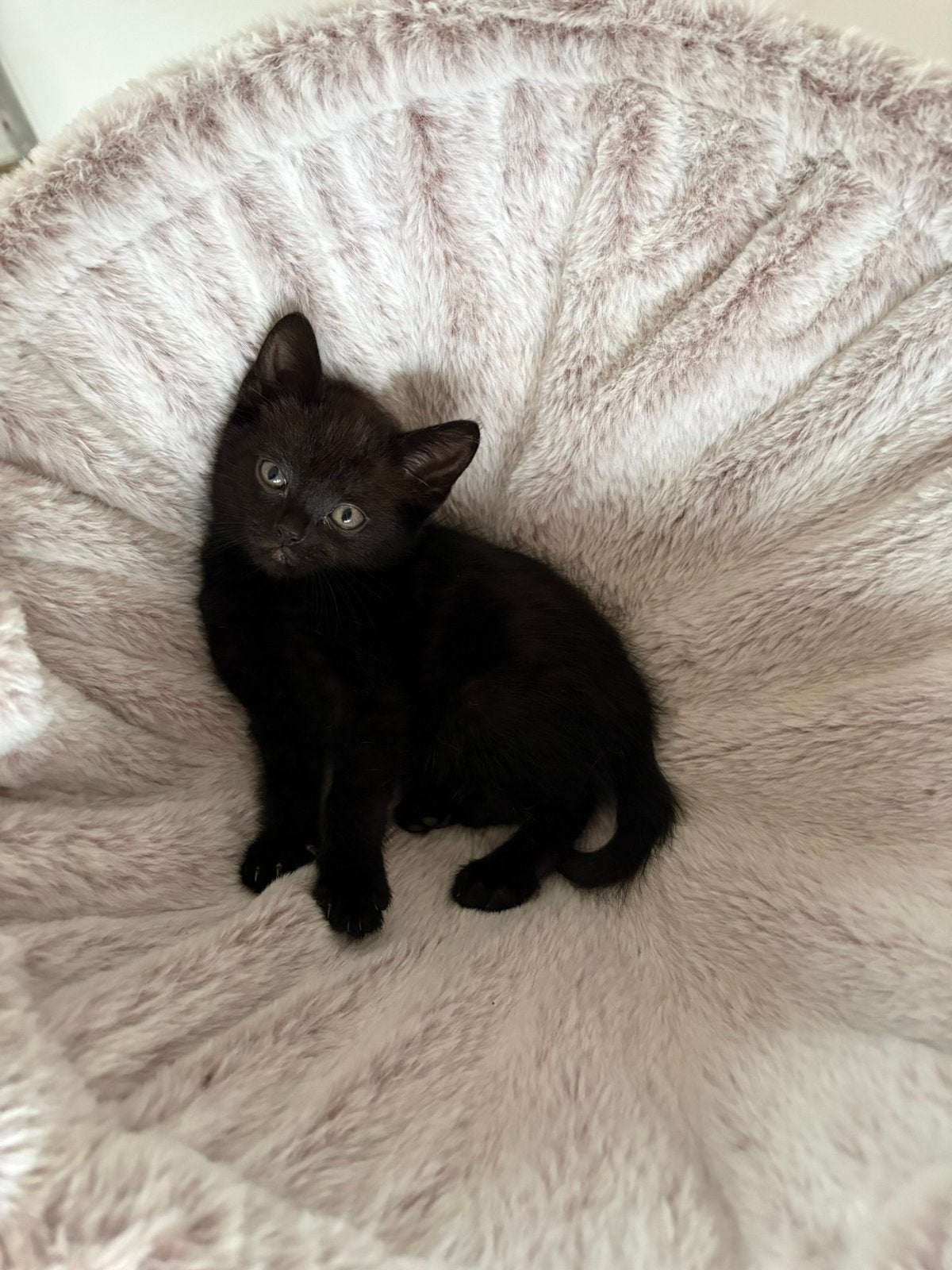 goud huisje gezocht voor ons cypers zwarte poesje!, Dieren en Toebehoren, Katten en Kittens | Overige Katten, Poes, 0 tot 2 jaar