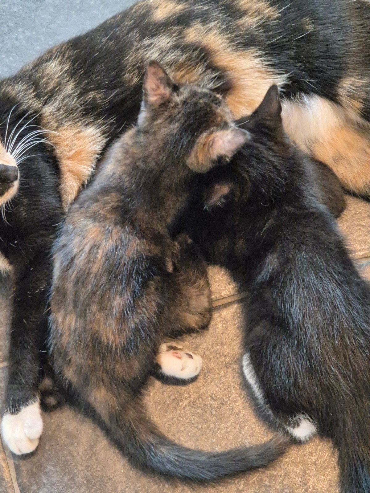 Lieve kitten zoekt een gouden plekje!, Poes