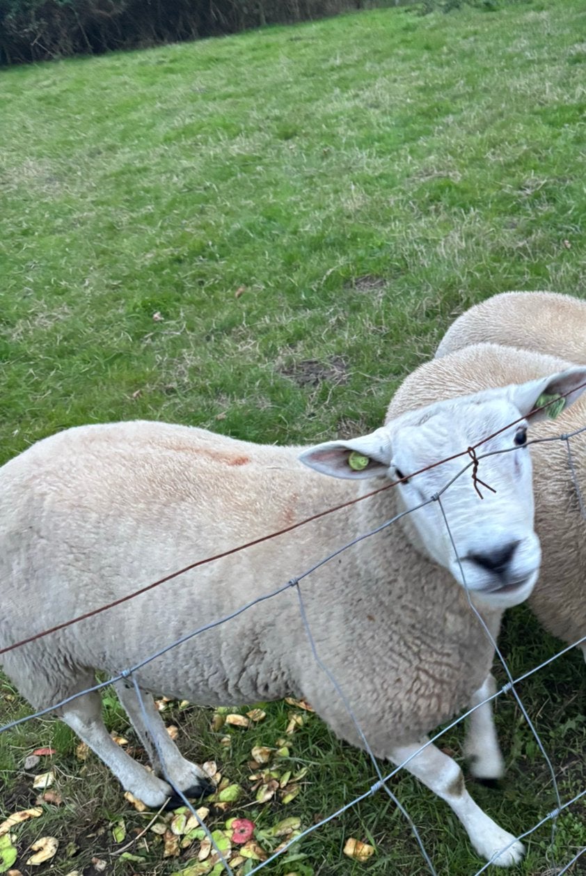 Dekram ram schaap dekrammen ramlammeren ramlam lammeren lam, Mannelijk, Schaap