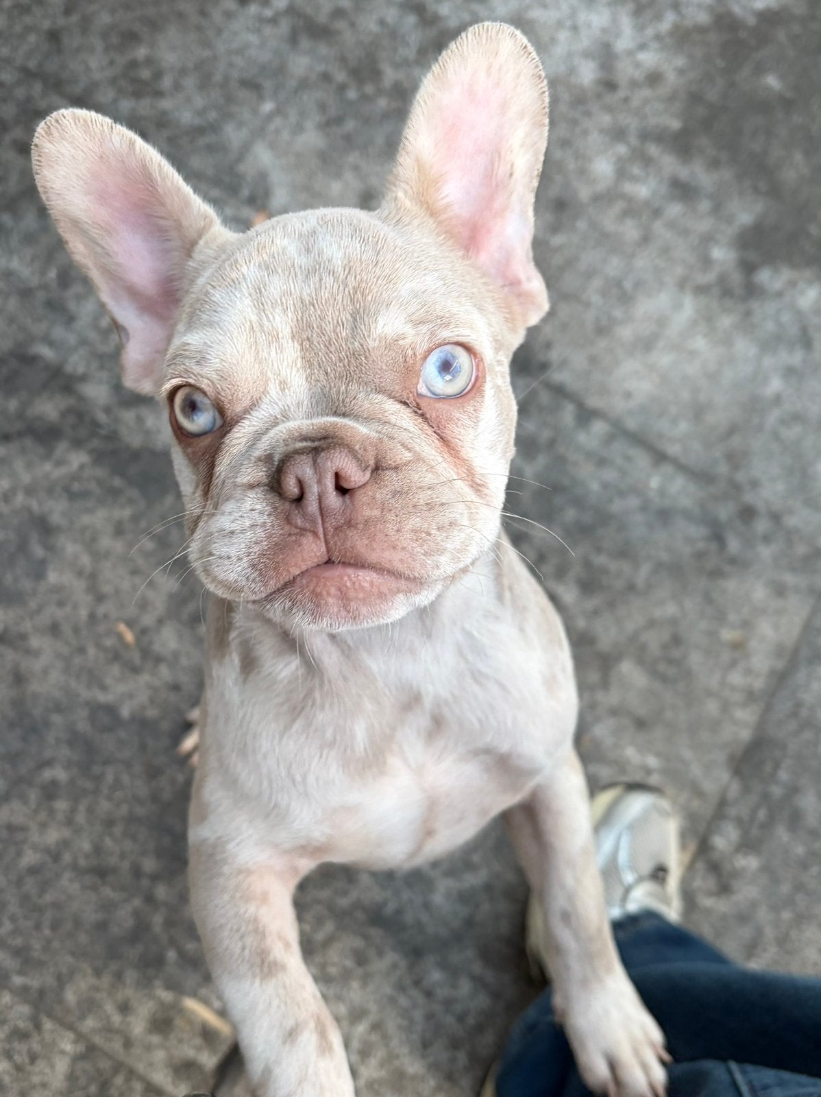 Franse buldog pup, Dieren en Toebehoren, Particulier, 15 weken tot 1 jaar, Buitenland, Teef