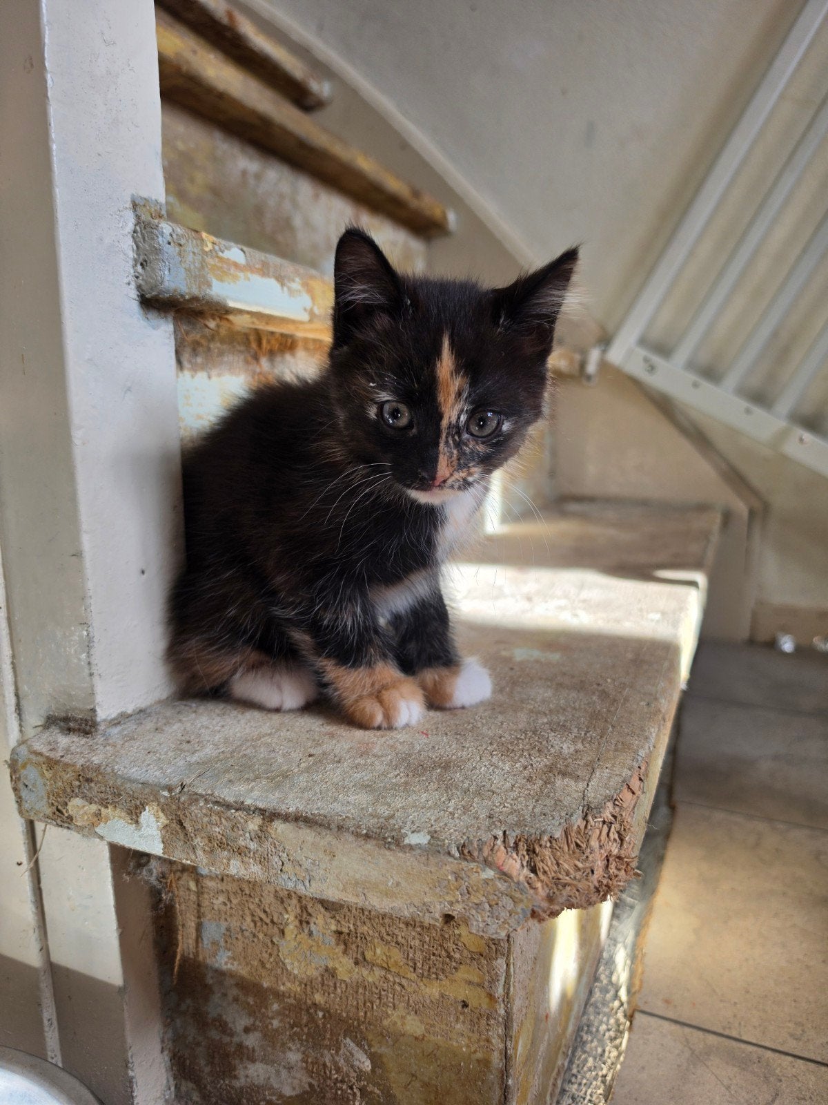 allermooiste kitten, Poes, 0 tot 2 jaar