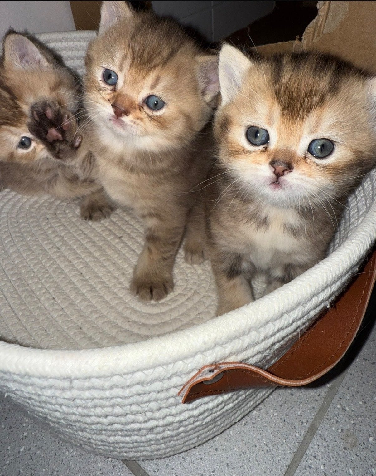 Britse kort haar kitten gold, Dieren en Toebehoren, Meerdere dieren