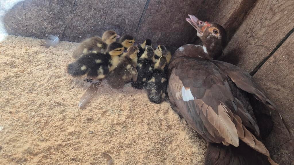Te koop jonge muskuseenden, Dieren en Toebehoren, Meerdere dieren, Kip