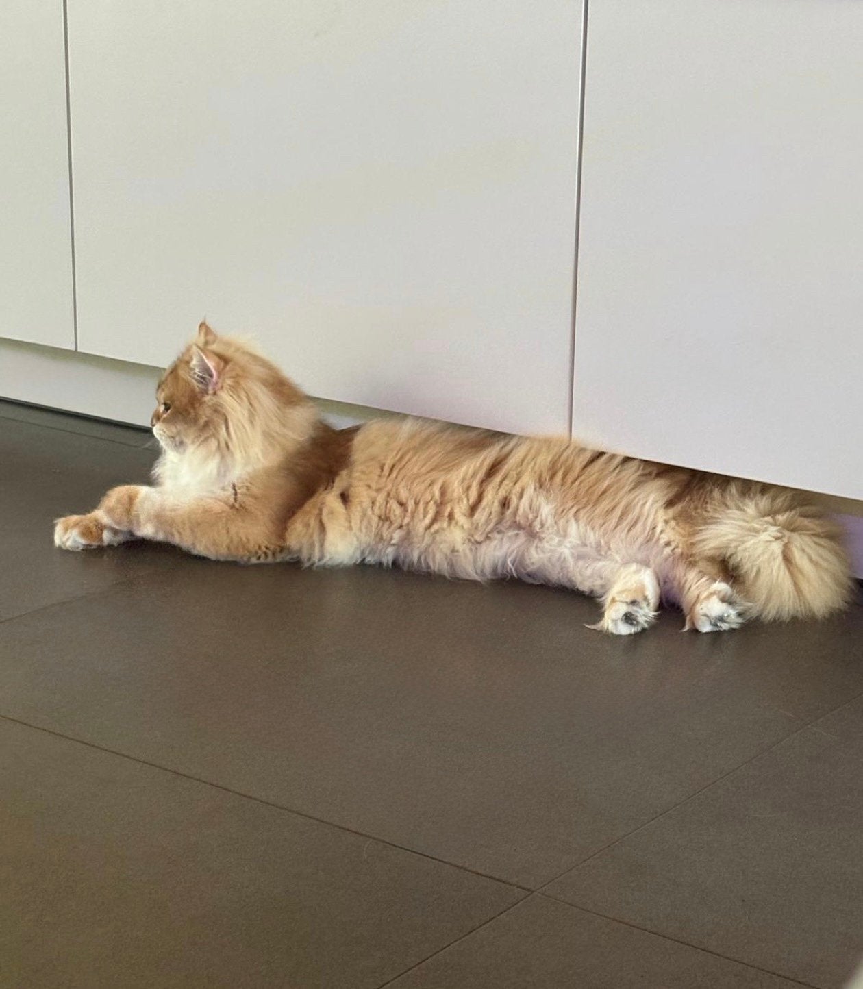 Britse langhaar dekkater, Dieren en Toebehoren, Kater, Langharig, 0 tot 2 jaar