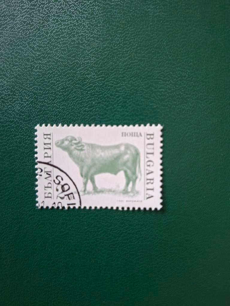 Rund. Stier. Bulgarije, Ophalen of Verzenden, Sport