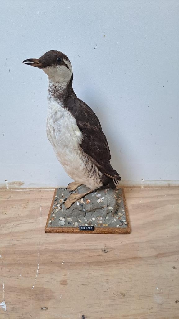Schitterende Opgezette Zeekoet Watervogel Taxidermie!, Ophalen of Verzenden, Zo goed als nieuw, Vogel, Opgezet dier