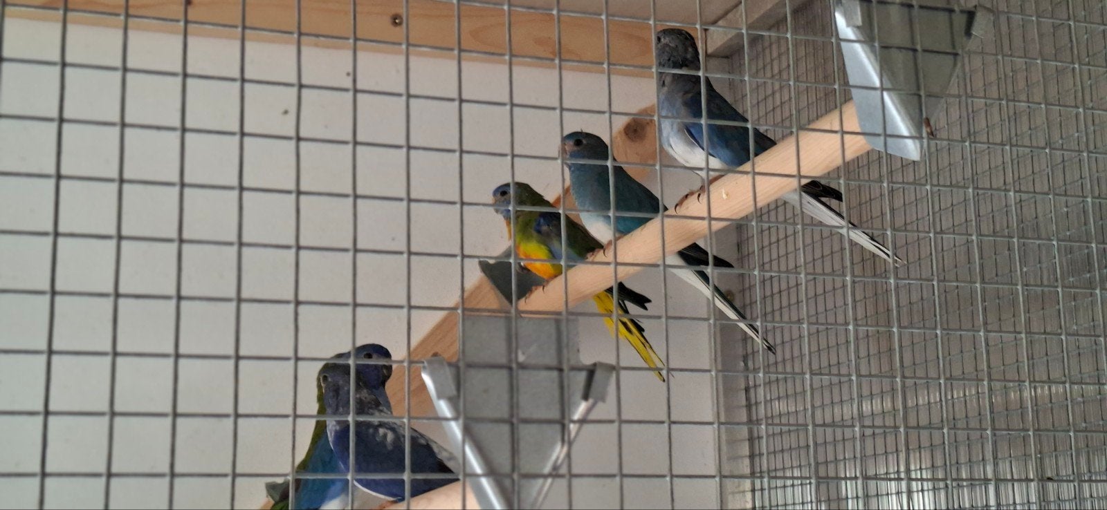 blauwe witborst splendidparkieten, Meerdere dieren, Parkiet
