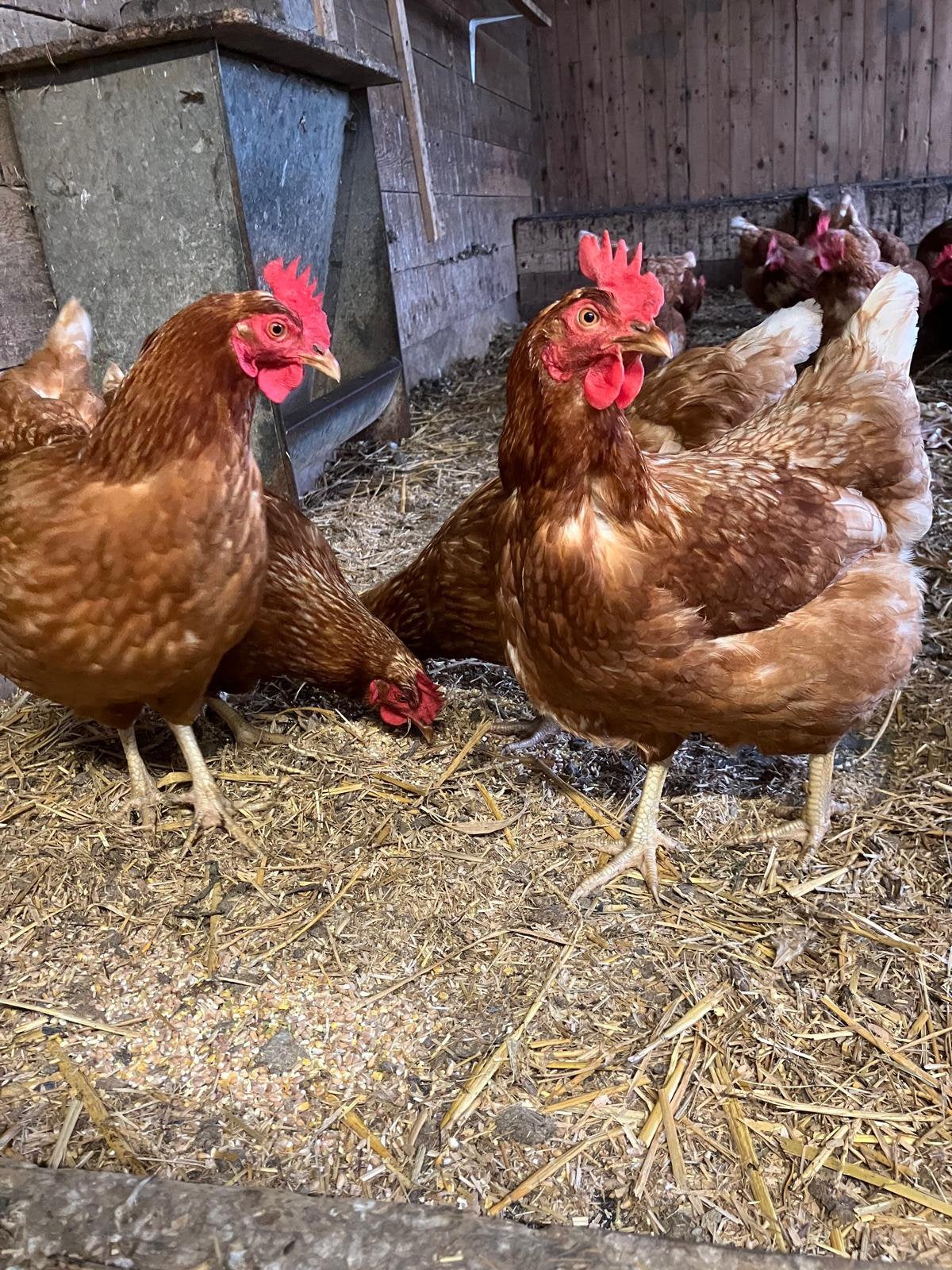 Scharrel kippen, Dieren en Toebehoren, Pluimvee, Vrouwelijk, Kip