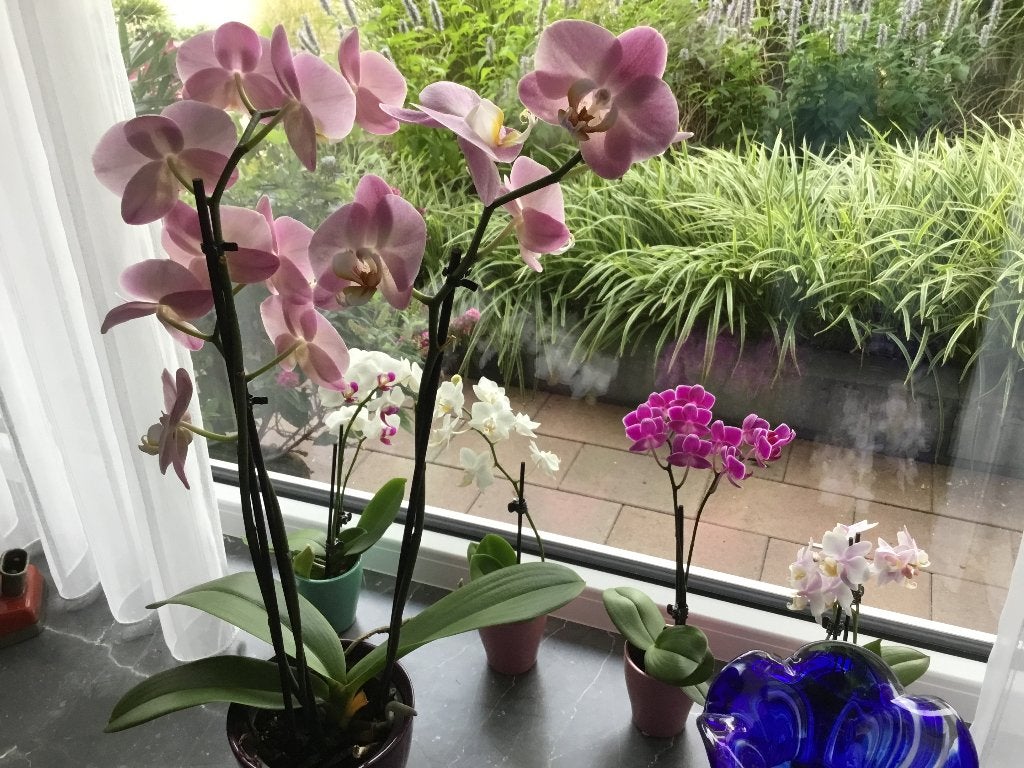 Orchidee, Huis en Inrichting, Kamerplanten, Ophalen, Halfschaduw, Minder dan 100 cm