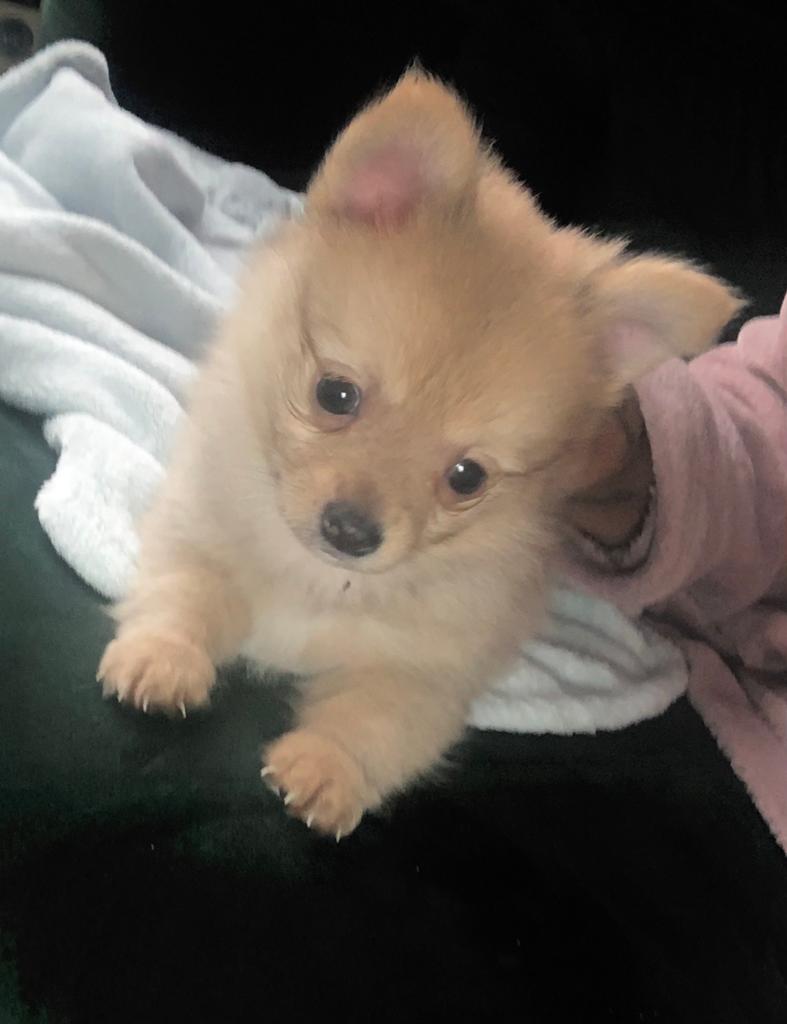 Pomchi pup, Dieren en Toebehoren, Honden | Chihuahua's en Gezelschapshonden, 8 tot 15 weken, Eén hond, Nederland, Particulier