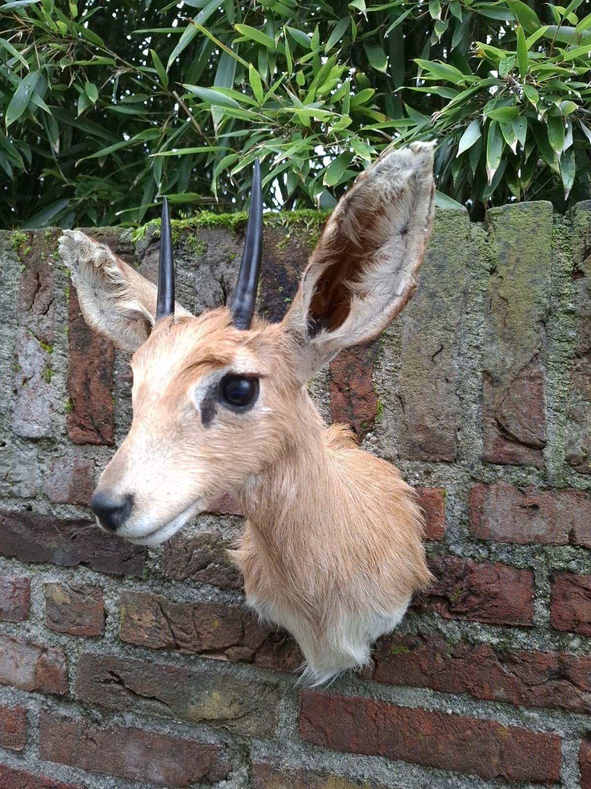 Opgezette steenbokje afrika taxidermy hoorn gewei schedel, Verzamelen, Dierenverzamelingen, Ophalen, Wild dier, Gewei of Kop