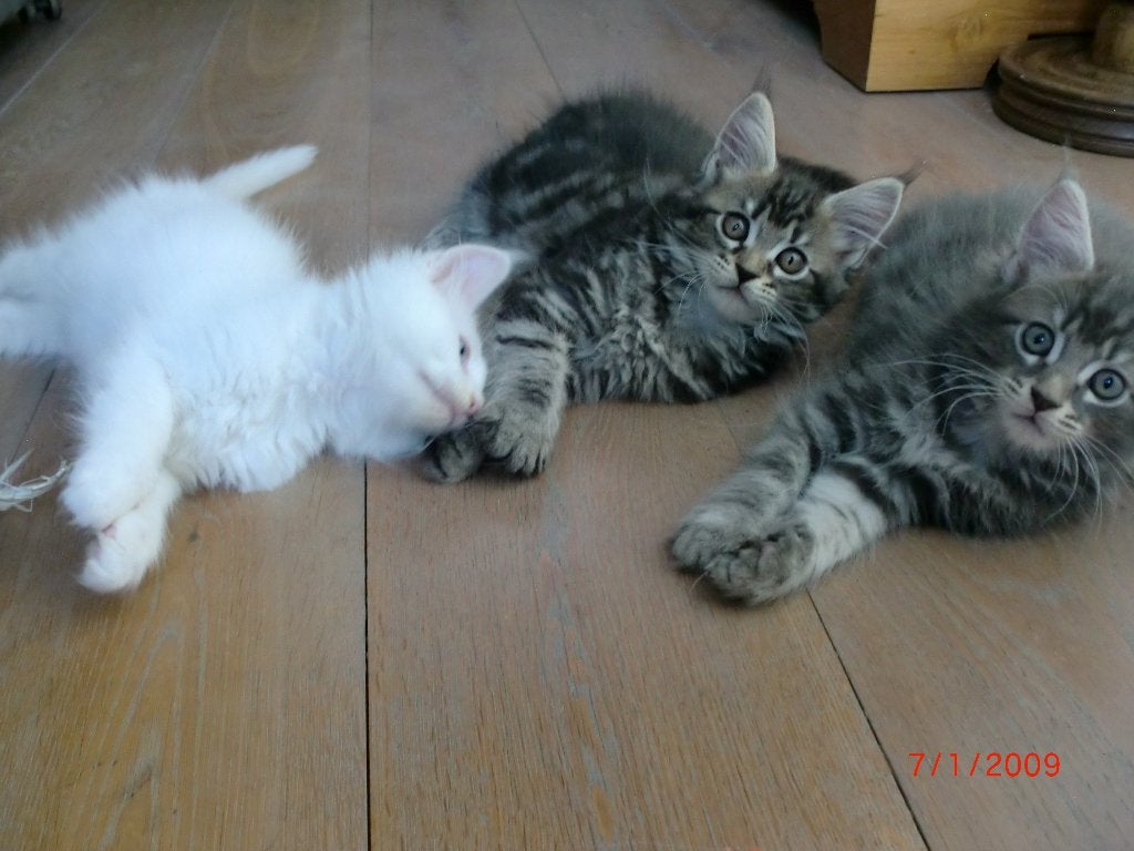 maine coon kittens, Dieren en Toebehoren, Meerdere dieren, Gechipt, 0 tot 2 jaar