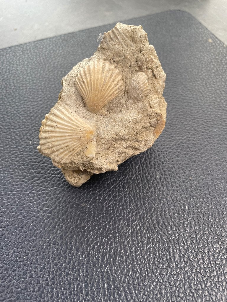 Fossiel: Pecten (Eoceen), Drôme, Frankrijk, Ophalen of Verzenden, Fossiel