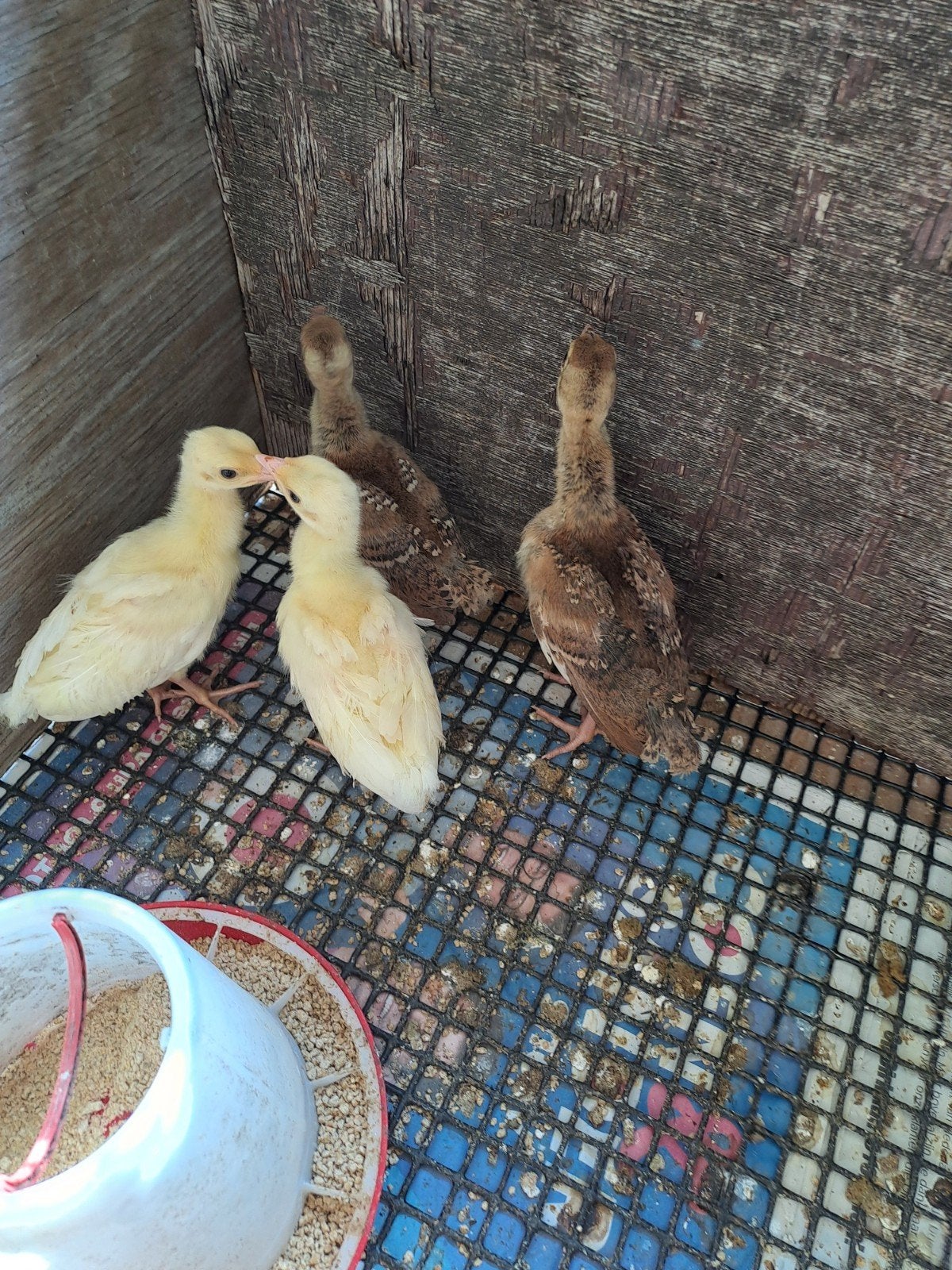 2 jonge zw vleugel/ wit pauwen te koop., Meerdere dieren, Overige soorten