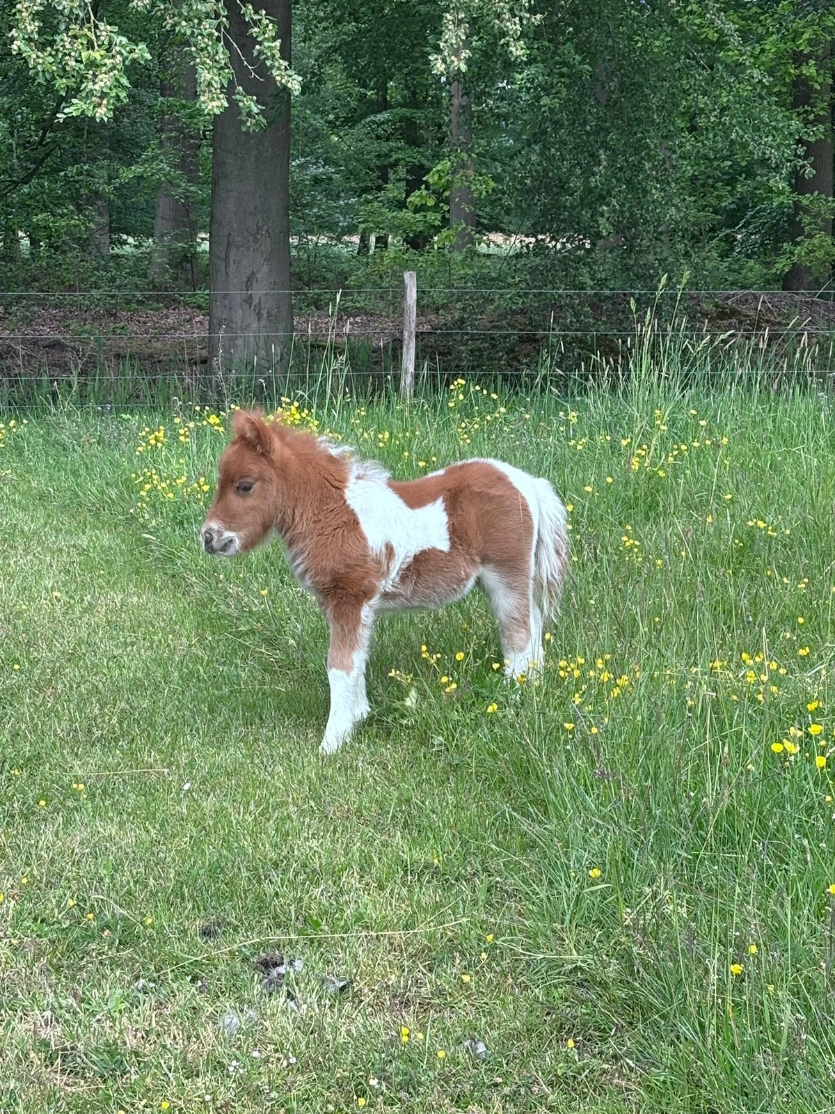 Te koop: shetlander hengstenveulen, Hengst, A pony (tot 1.17m), Gechipt, 0 tot 2 jaar
