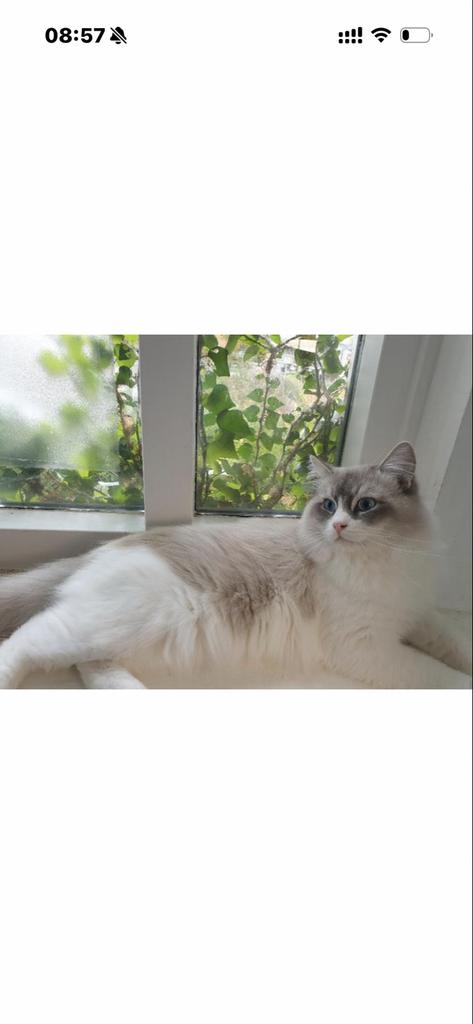 Nog 1 poesje en 1 katertje ragdoll klaar voor nieuwe huis!, Meerdere dieren, Langharig, 0 tot 2 jaar