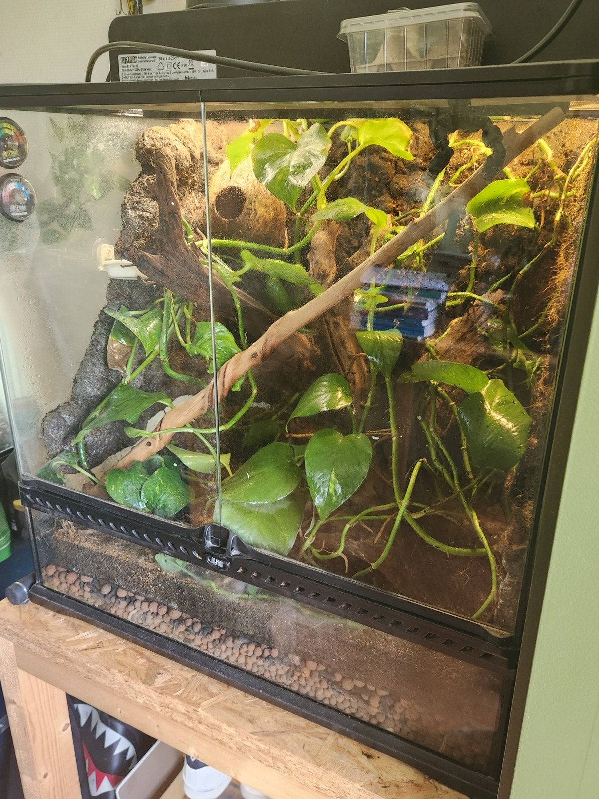 wimpergekko dame inclusief terrarium, Hagedis, 3 tot 6 jaar