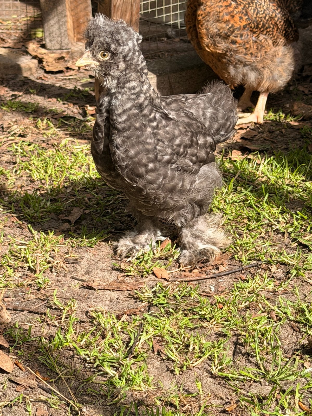 Zijdehoenders USA, Meerdere dieren, Kip