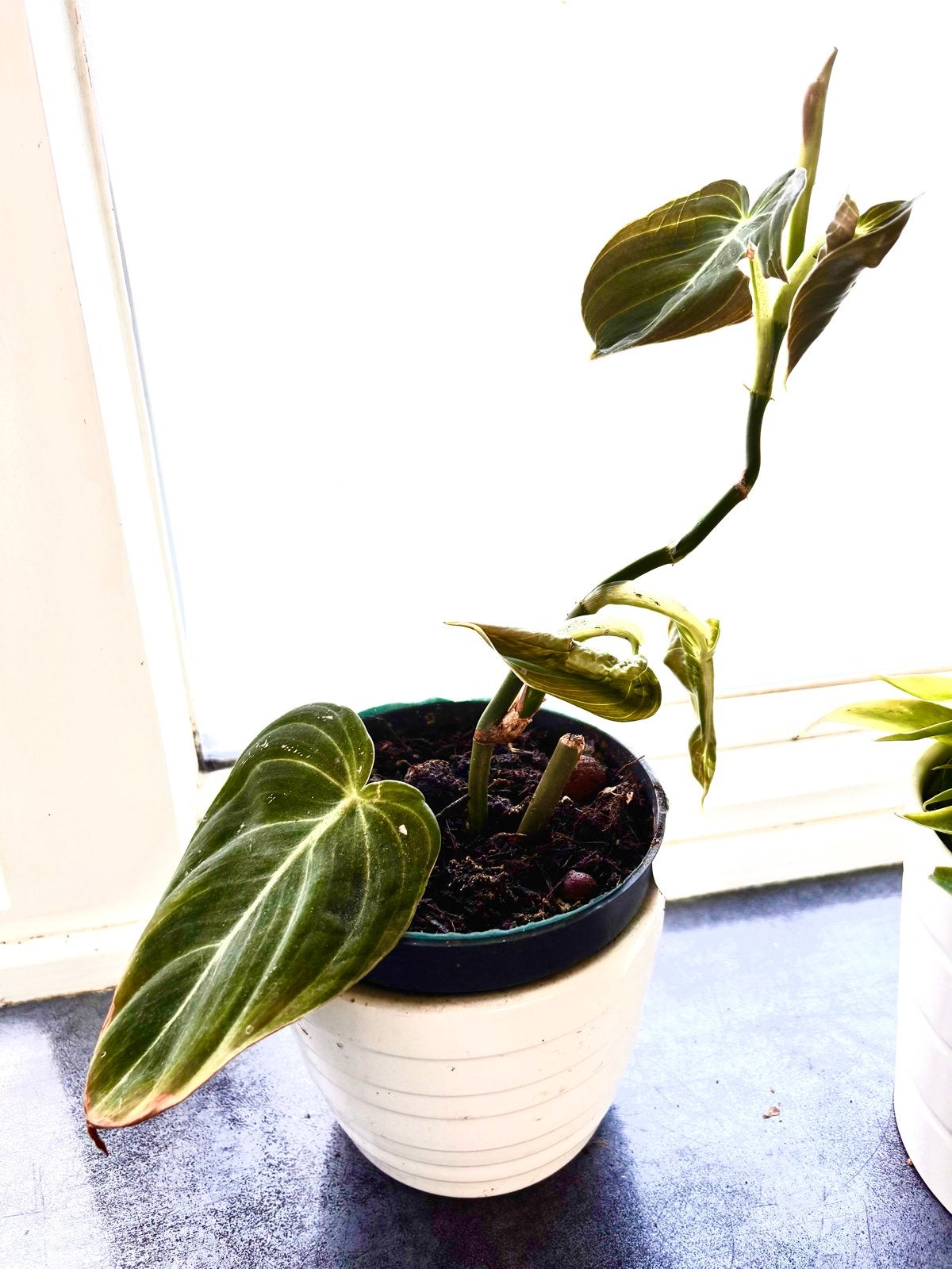 Stek Philodendron Melanochrysum - Fluweelzwarte Schoonheid, Huis en Inrichting, Kamerplanten, Overige soorten, Minder dan 100 cm