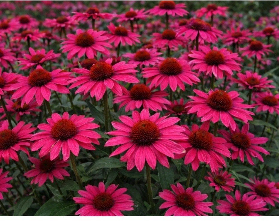 Zonnehoed Sensation Pink, Ophalen