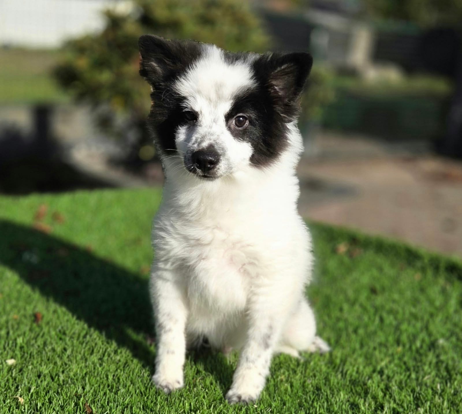 Te koop mooie dwergkees pup (pomeriaan), Nederland, Keeshond, Reu, CDV (hondenziekte)