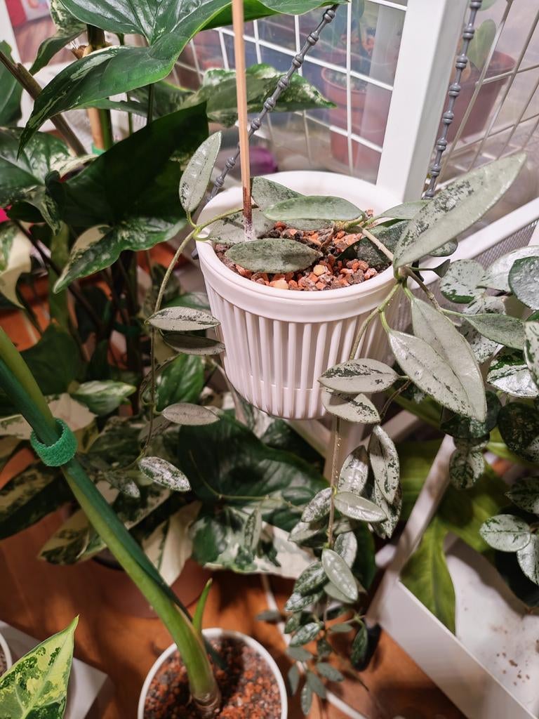 Hoya Lima Silver, Huis en Inrichting, Ophalen of Verzenden, Halfschaduw, Minder dan 100 cm