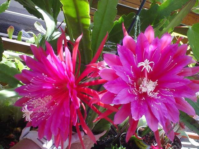 cactus - Epiphyllum Evening Delight, Ophalen of Verzenden, Cactus, Volle zon, Minder dan 100 cm