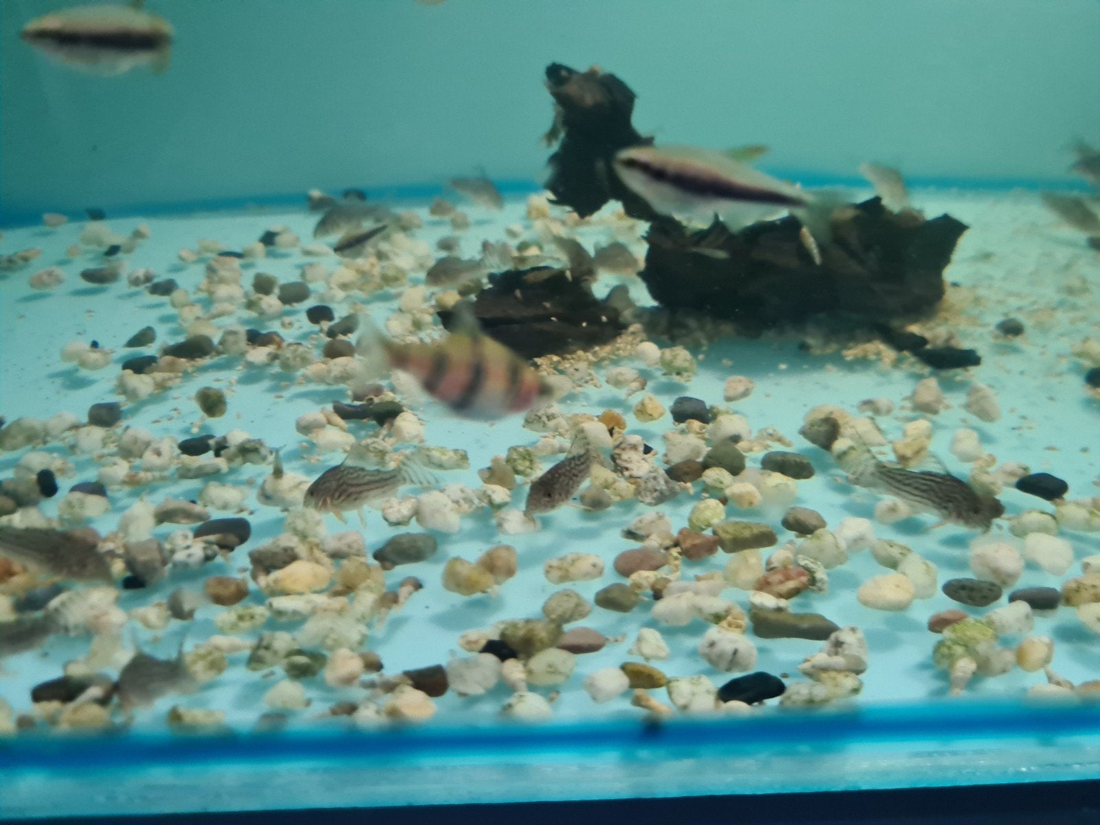 Corydoras sterbai, pantsermeerval, Dieren en Toebehoren, Vissen | Aquariumvissen, Vis, Zoetwatervis