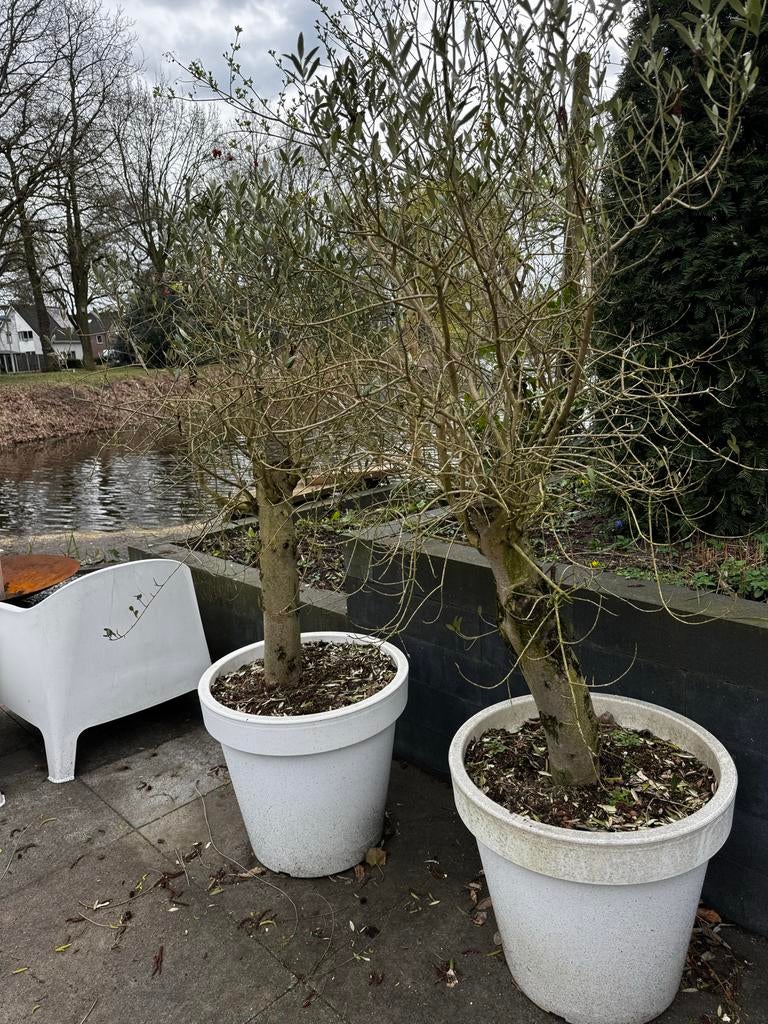 Twee olijfbomen in pot, Volle zon, Vaste plant, Bloeit niet, Ophalen