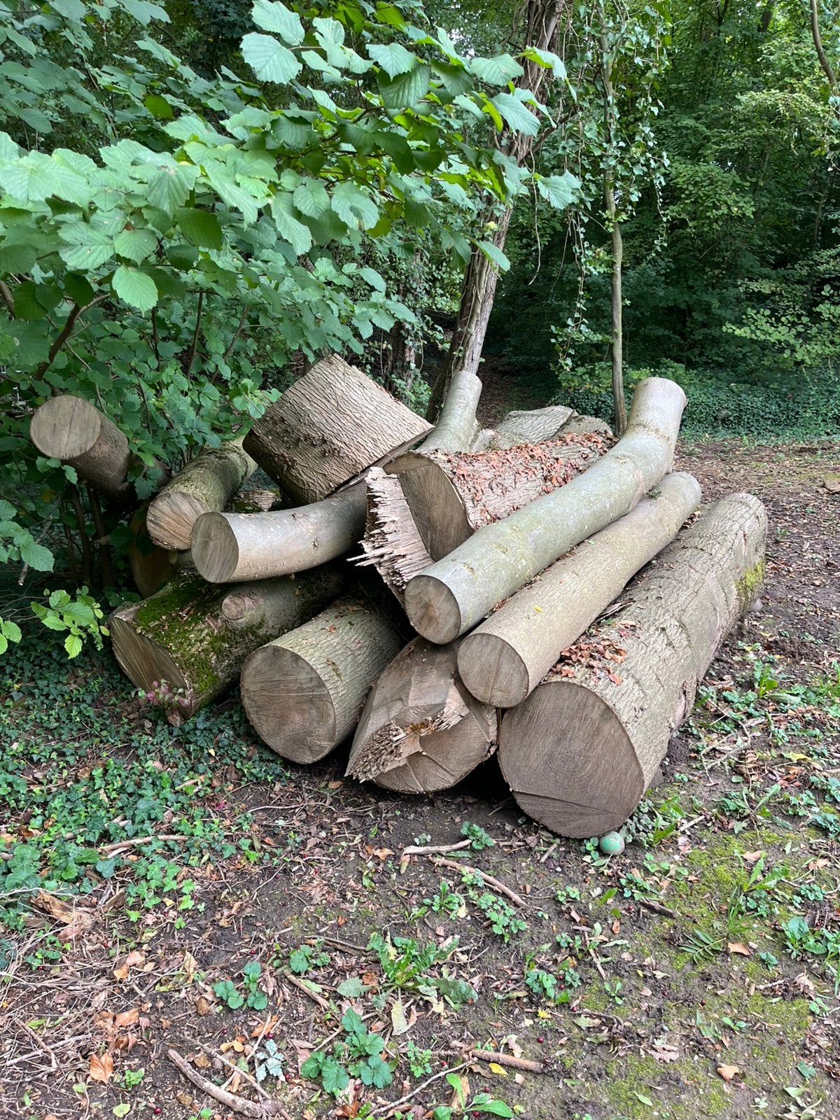 Haardhout voor de kachel te koop, 6 m³ of meer, Ophalen