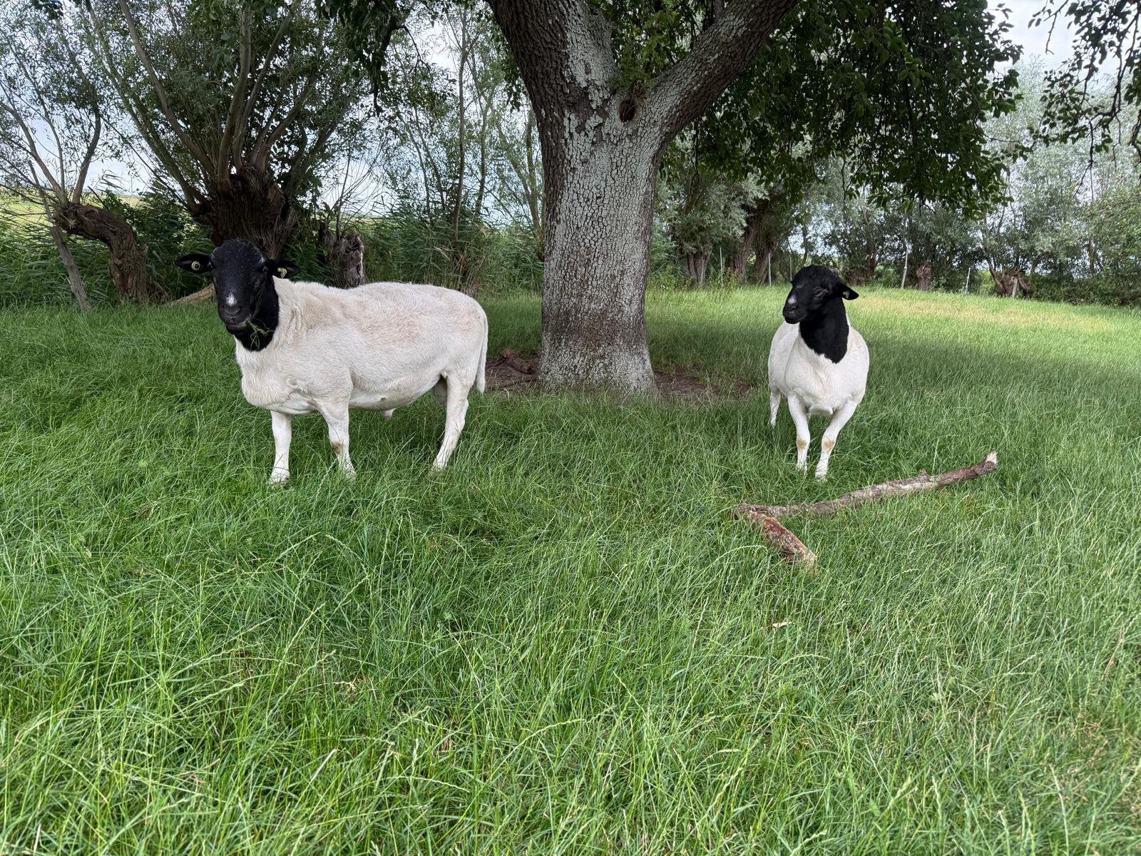 Te koop dorper dekrammen, Meerdere dieren, Schaap