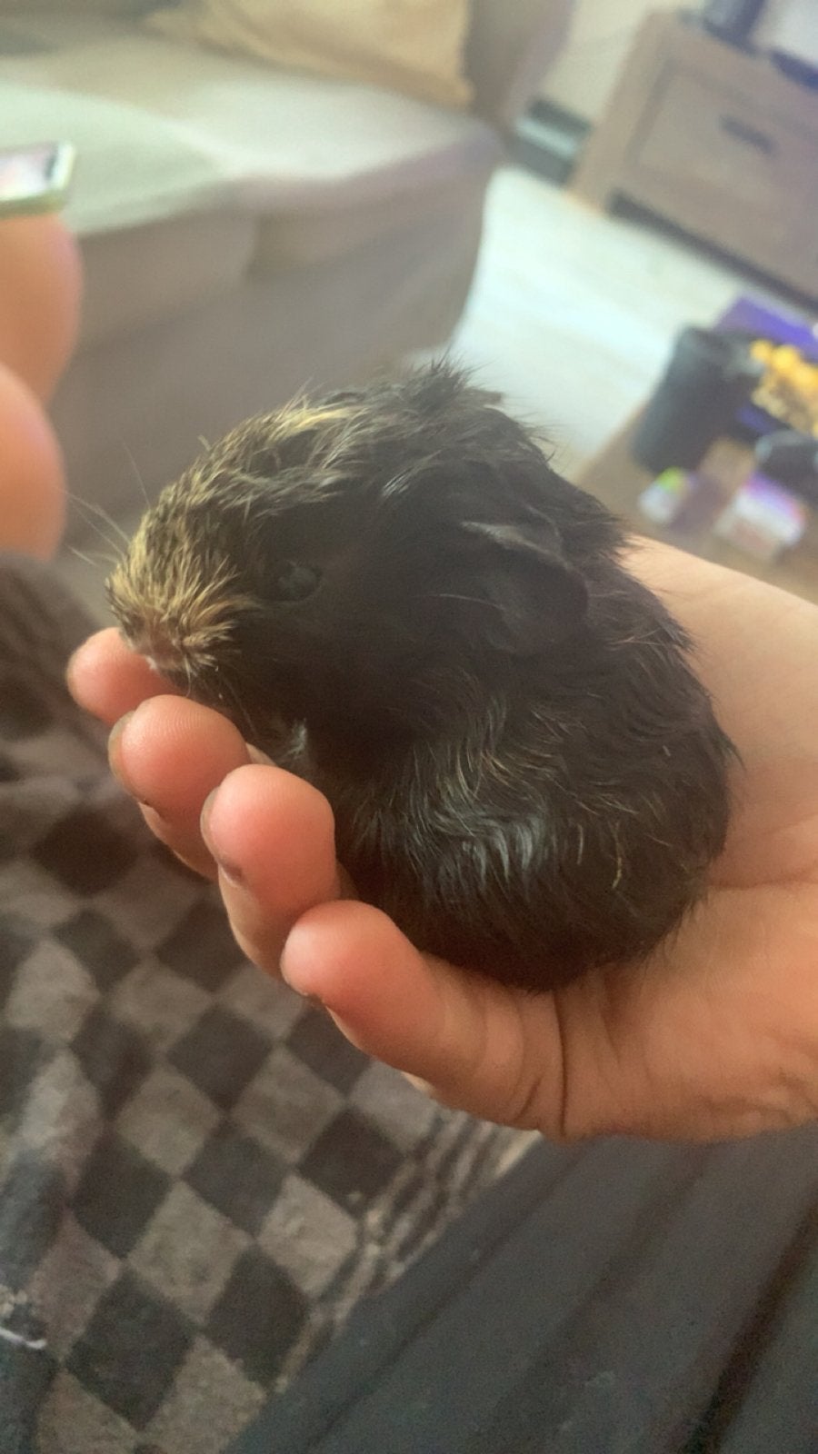 3 leuke cavia’s te koop, Dieren en Toebehoren, Cavia, Augustus, Meerdere dieren, Tam