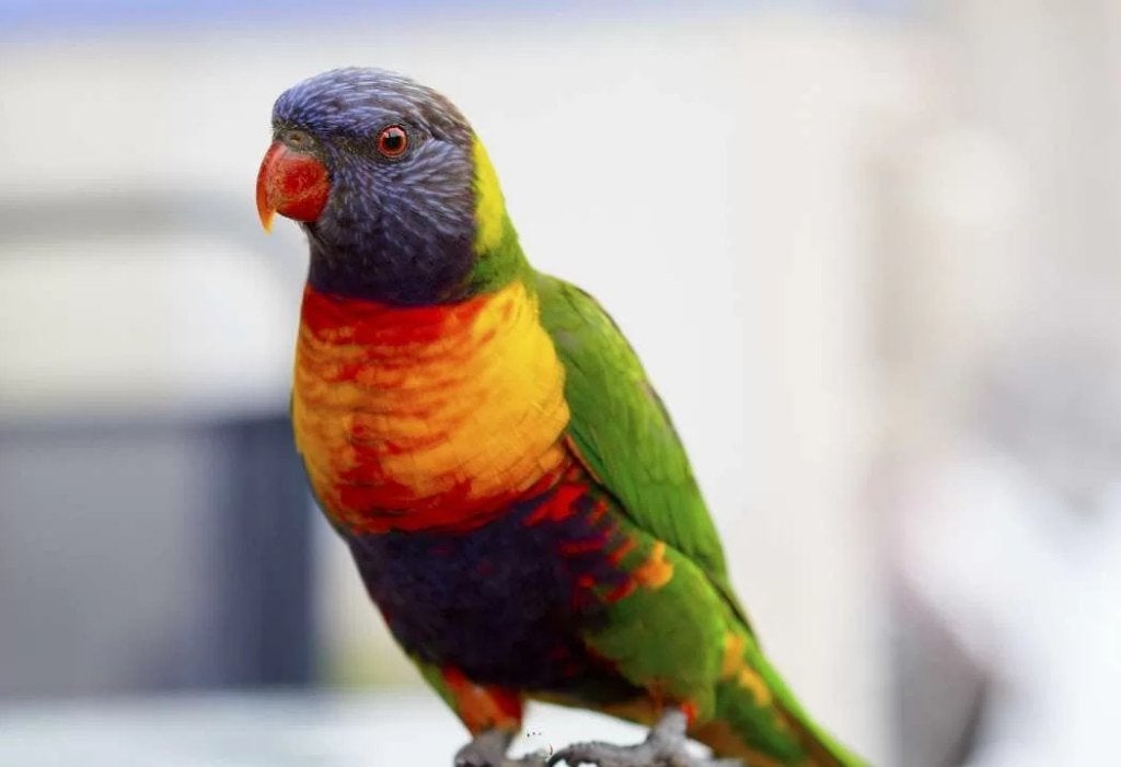 TAMME REGENBOOG LORI VAN DE BLAUWE BERGEN +/- 2 JAAR, Dieren en Toebehoren, Geslacht onbekend, Papegaai, Tam
