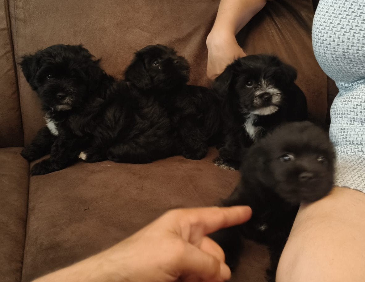BoomerXDwerg Schnauzer puppies te koop, Parvo, 8 tot 15 weken, Meerdere, Meerdere dieren
