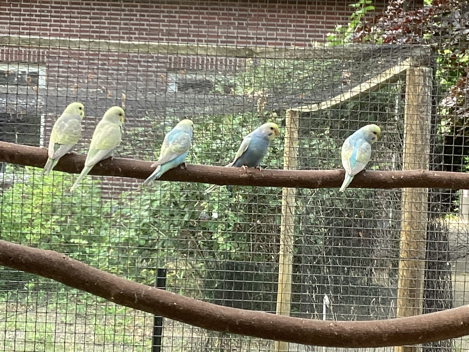 Te koop regenboog parkieten, Meerdere dieren