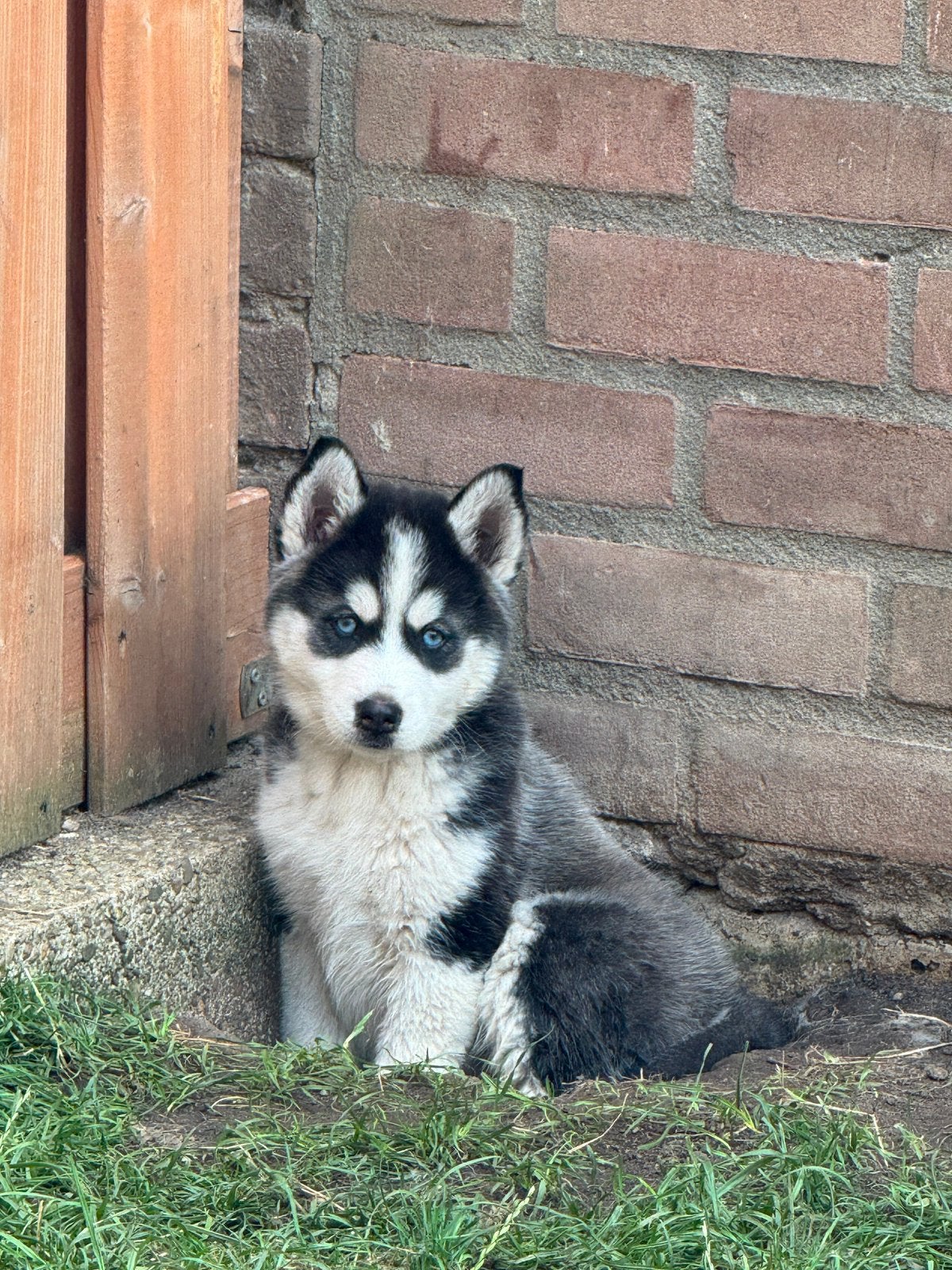 Lieve, schattige Pomsky pups mogen verhuizen, Dieren en Toebehoren, Overige rassen, 8 tot 15 weken, Parvo, Meerdere