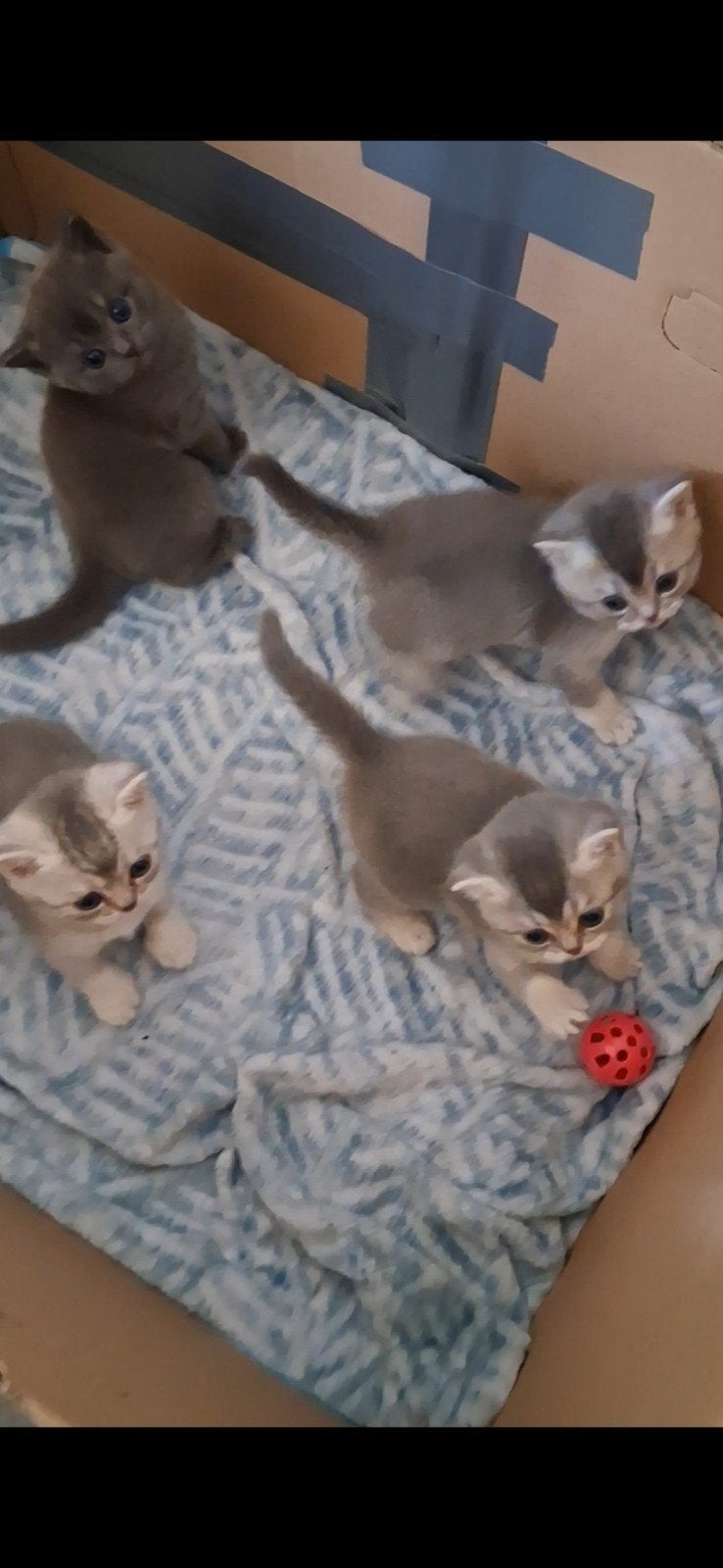 BRITSE KORTHAAR KITTENS 100%...NOG 3 BESCHIKBAAR, Meerdere dieren, Ontwormd