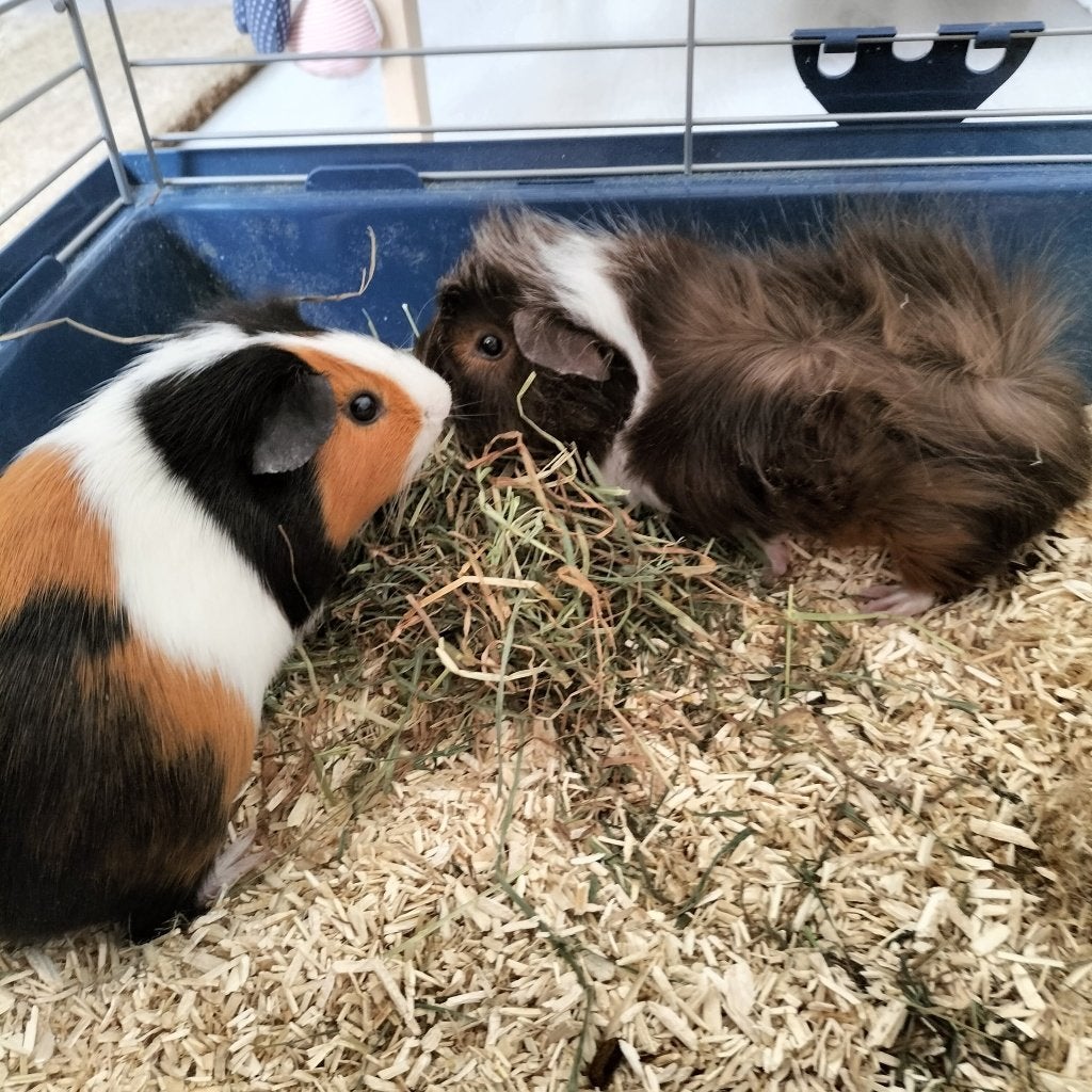 Cavia's, Dieren en Toebehoren, Knaagdieren, Cavia, April, Vrouwelijk, Tam