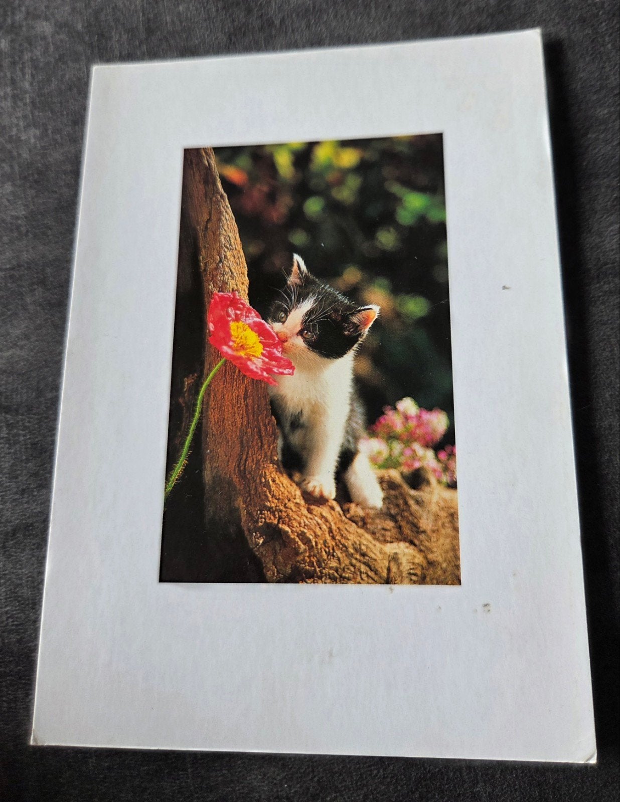 Sxhattige kitten en bloem - ANSICHTKAART, Verzenden, 1980 tot heden, Gelopen, Hond of Kat