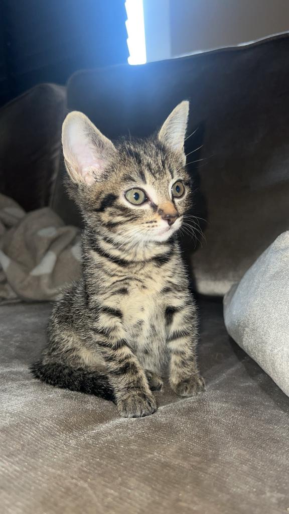 Kittens, Dieren en Toebehoren, Katten en Kittens | Overige Katten, Meerdere dieren