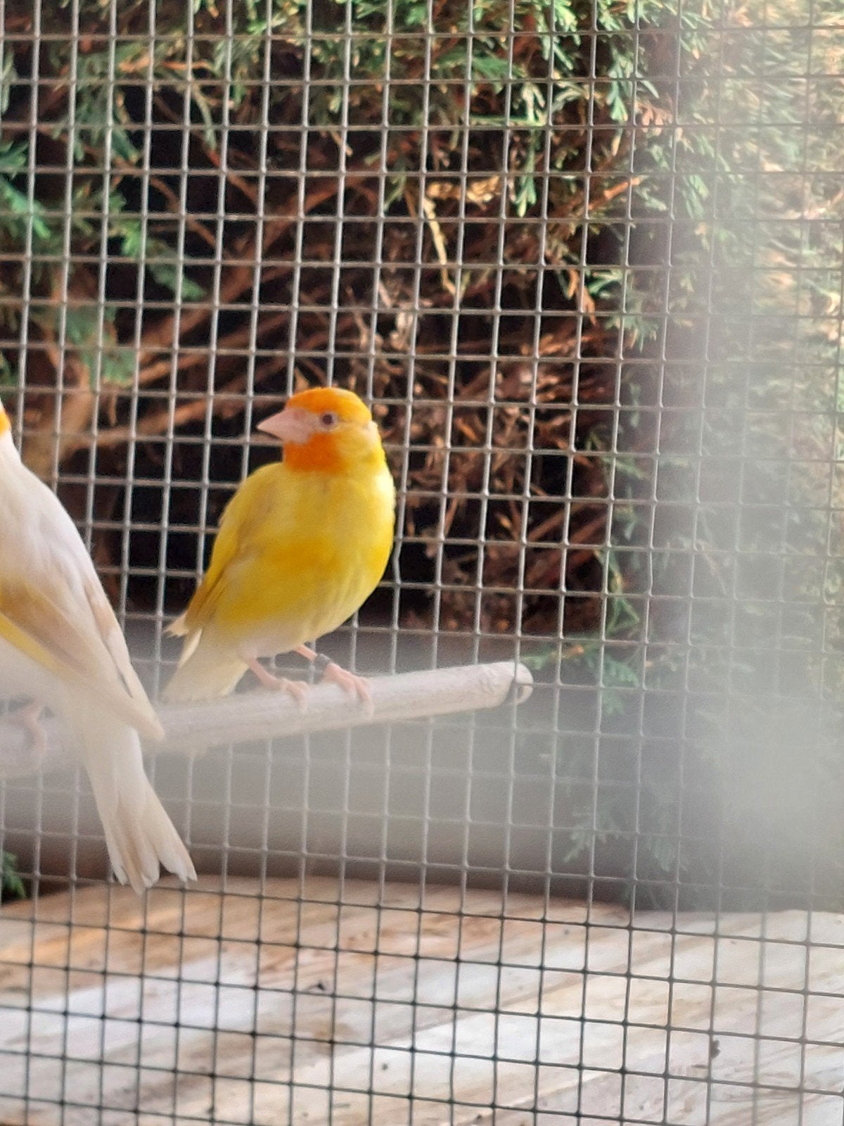 Distelvinken putters, Meerdere dieren, Wildzangvogel