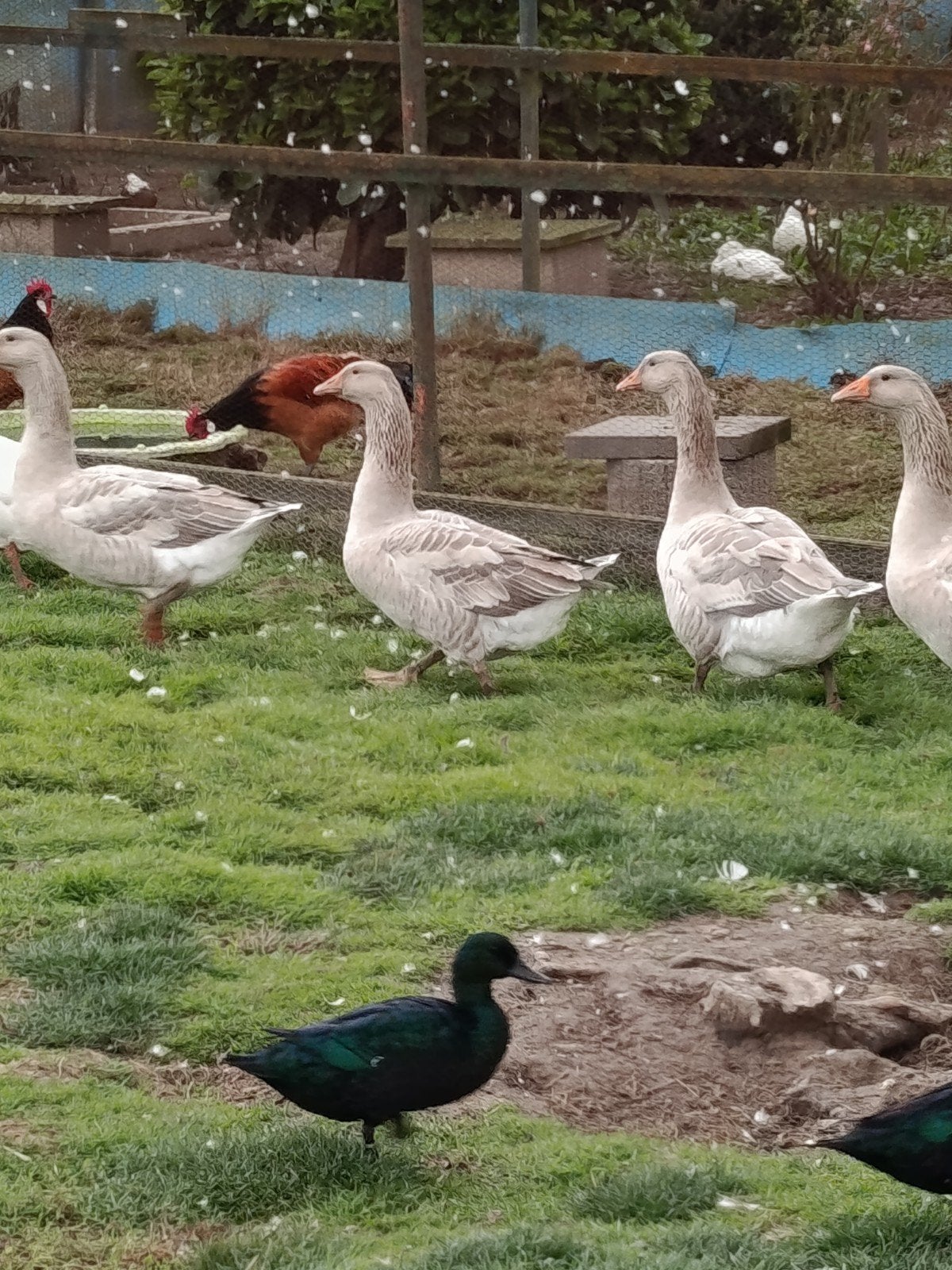 Koppel Celler-ganzen te koop, Dieren en Toebehoren, Meerdere dieren, Gans of Zwaan