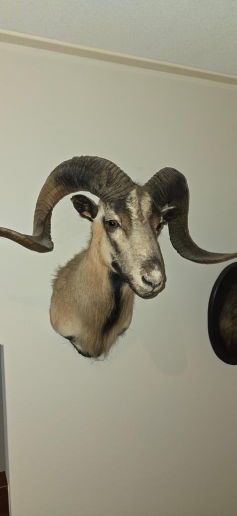 Mooie Moeflon Trofee - Opgezette Kop, Verzamelen, Dierenverzamelingen, Ophalen of Verzenden
