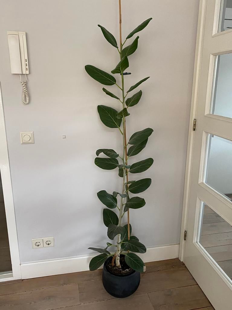 plant of kamerplant ficus elastica of rubberboom 140 cm, Huis en Inrichting, Kamerplanten, Ophalen, Ficus, Halfschaduw