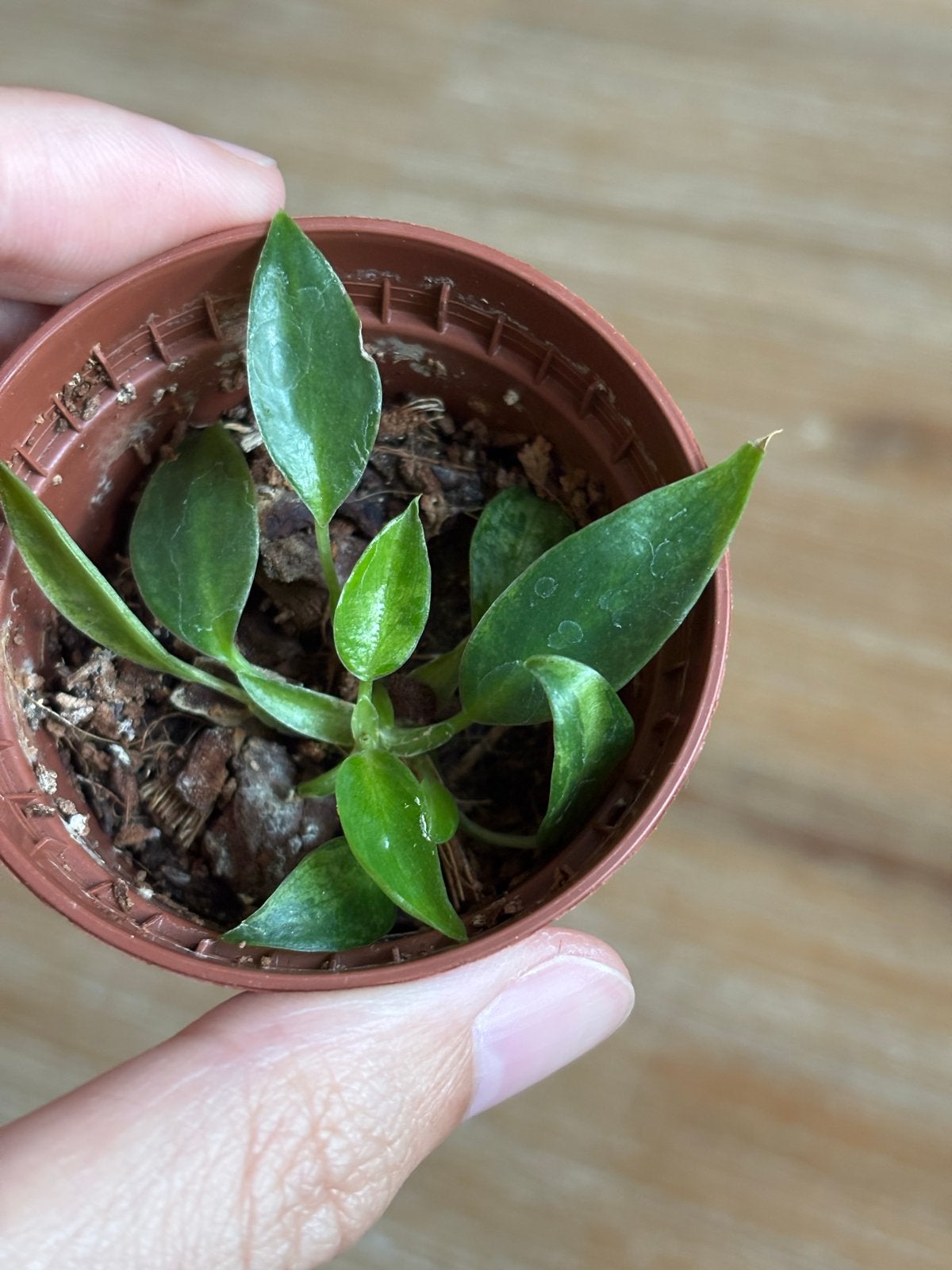 Philodendron White Princess - 4, Huis en Inrichting, Kamerplanten, Ophalen, Overige soorten, Halfschaduw, In pot