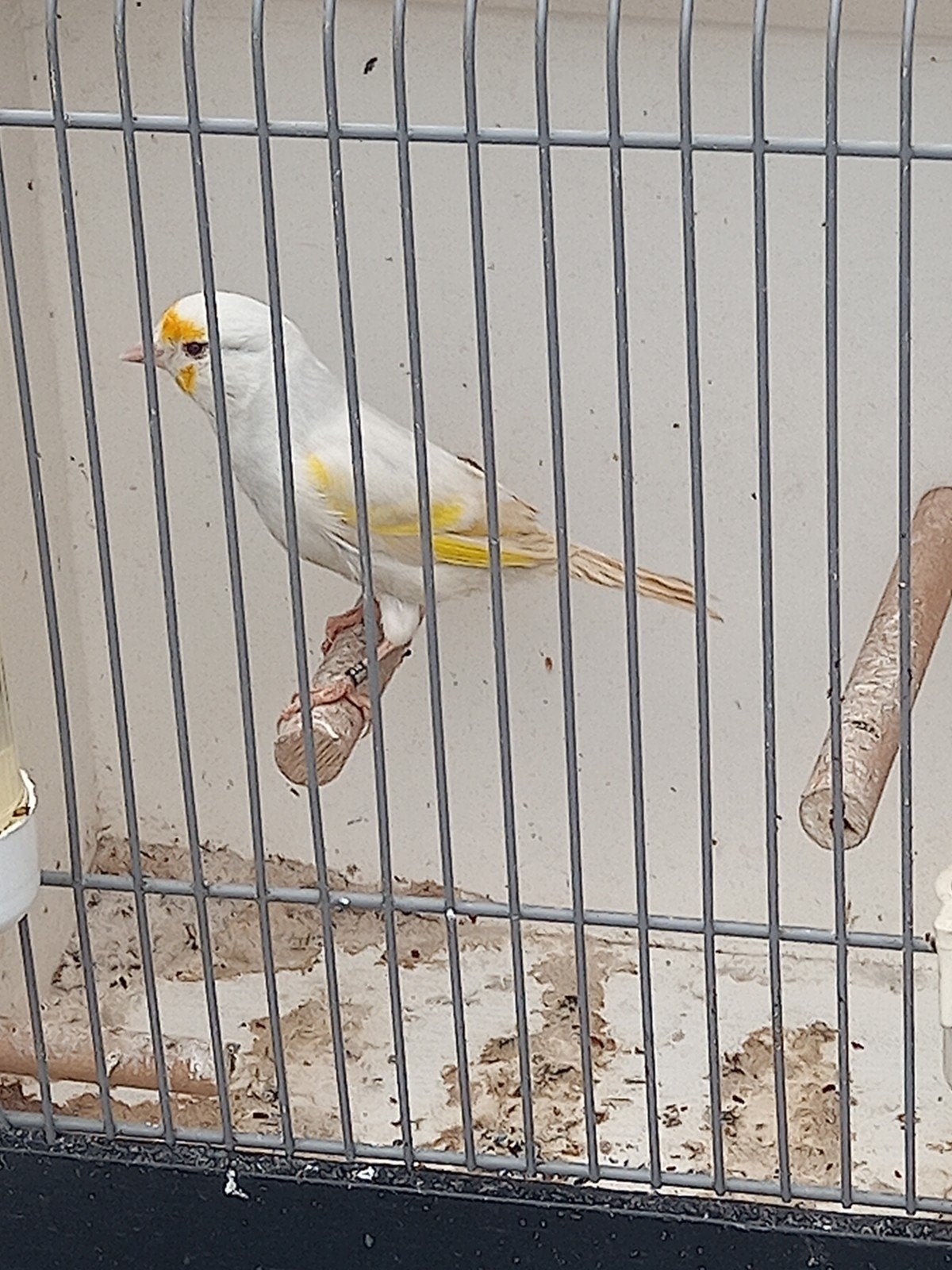 Bastaard eumo putter, Mannelijk, Wildzangvogel