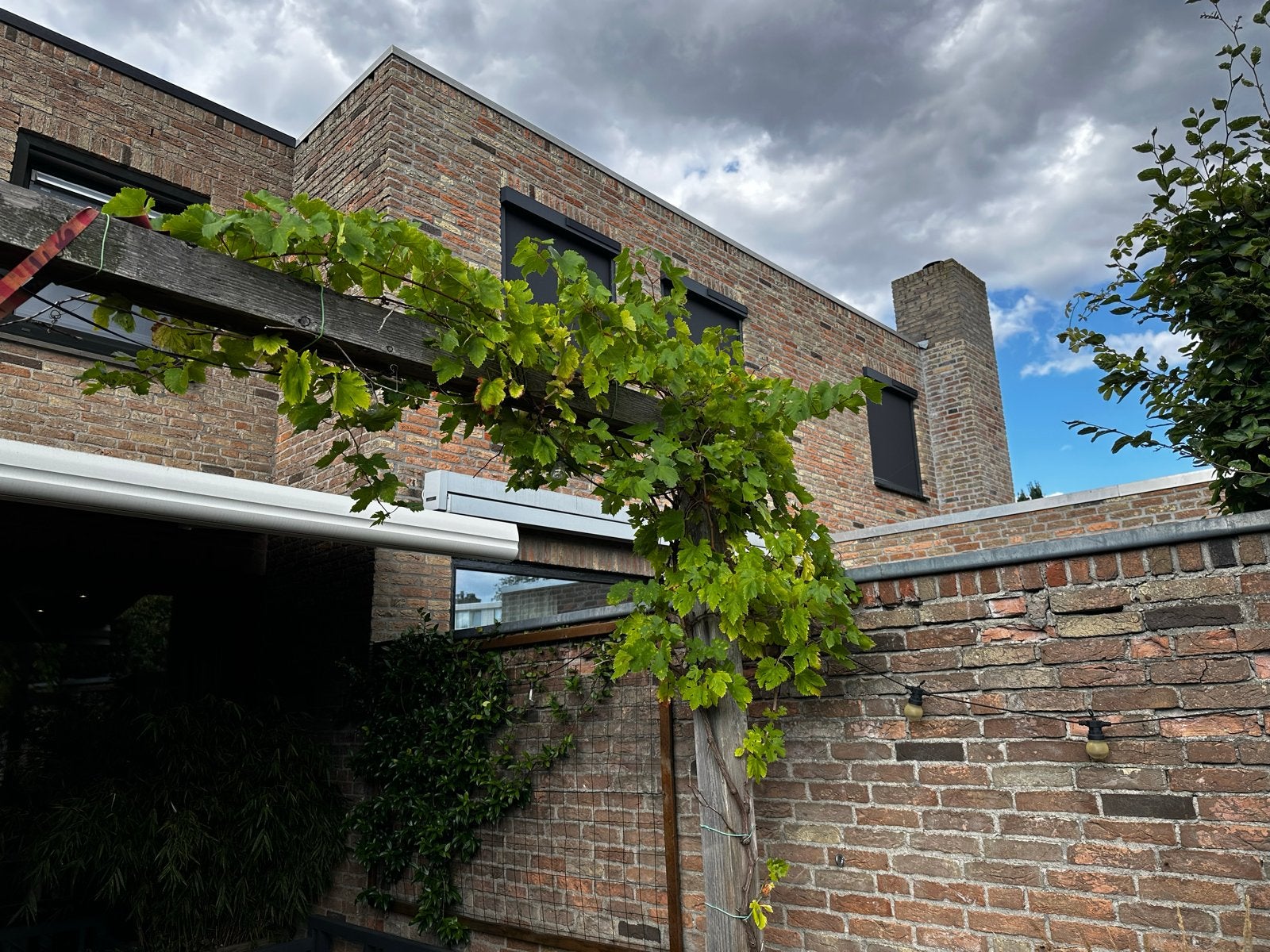 Prachtige druivenstruik met rode druiven, Tuin en Terras, Ophalen, Volle zon, Vaste plant, Zomer