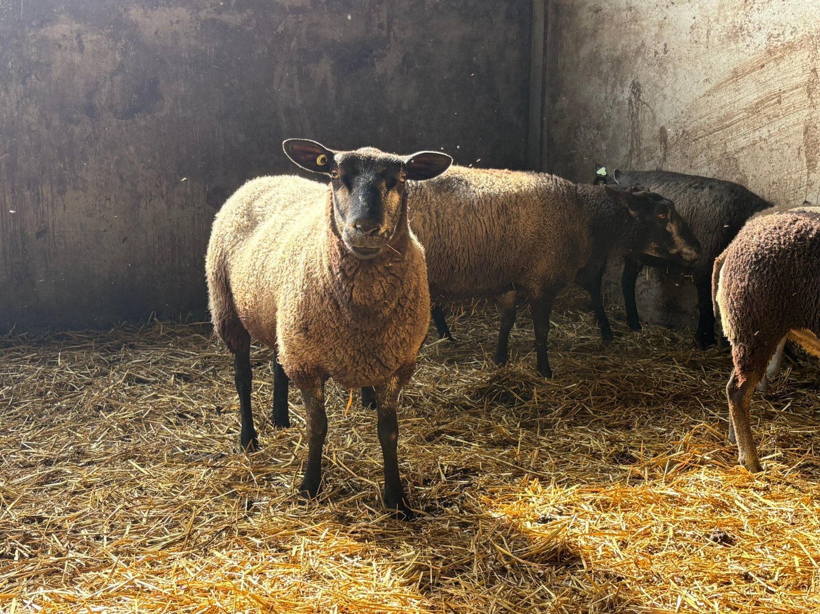 Blauwe Swifters zwoegervrij en Arr-Arr, Dieren en Toebehoren, Meerdere dieren, Schaap