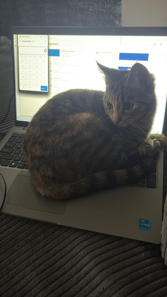 Een liefdevolle thuis gezocht voor Stitch, Dieren en Toebehoren, Katten en Kittens | Overige Katten, Poes